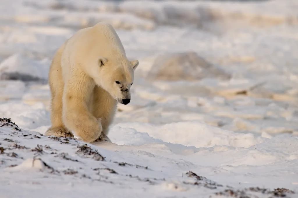 Arctic Majesty