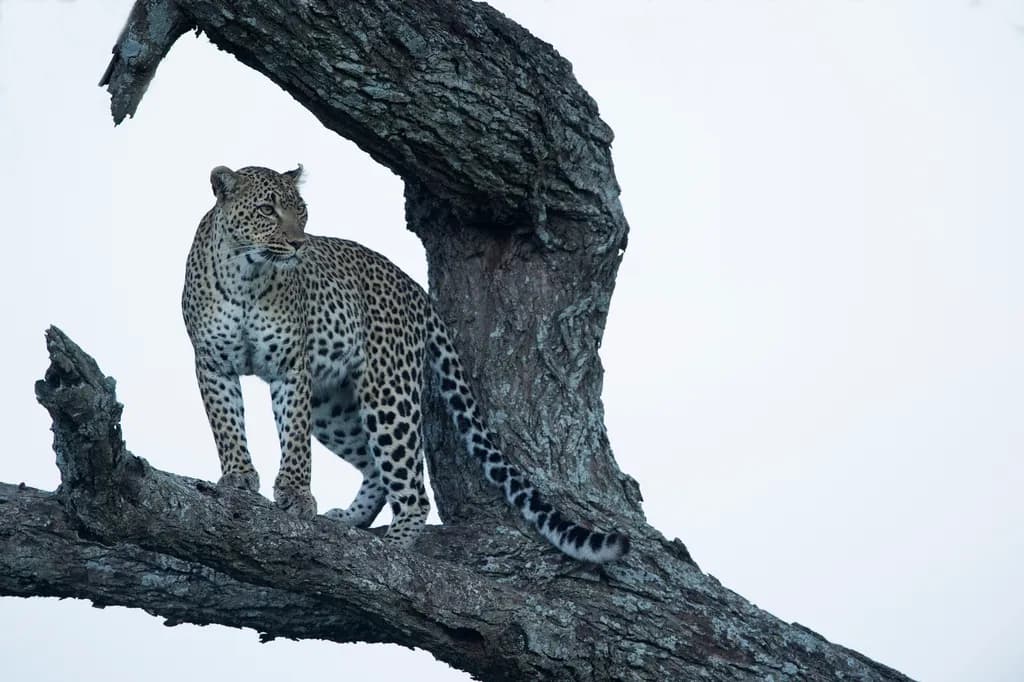Leopard Perched