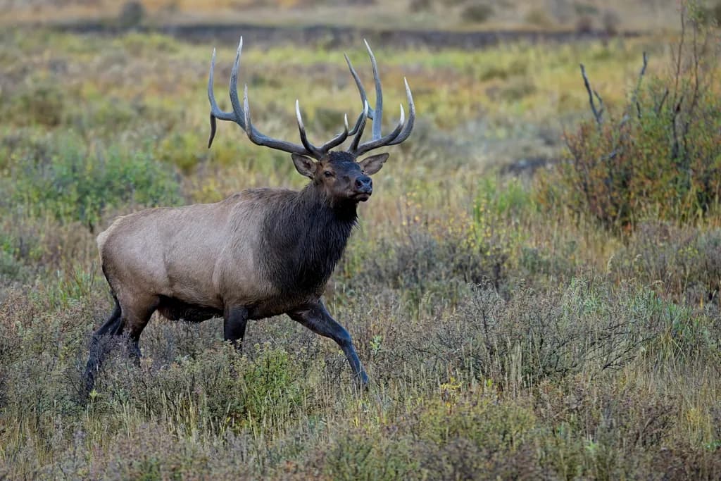 Majestic Elk