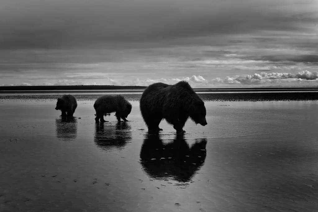 Bear Reflections
