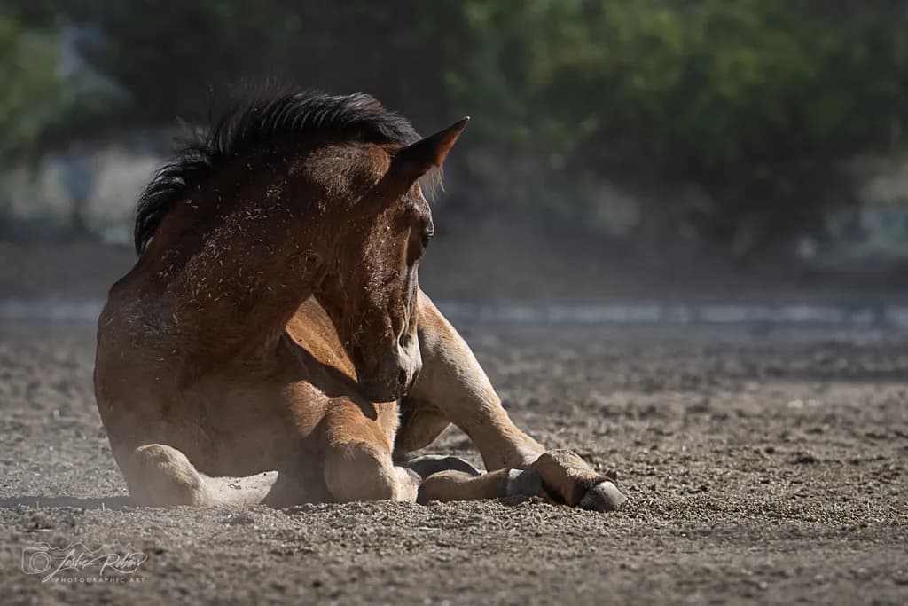 Pegasus Resting