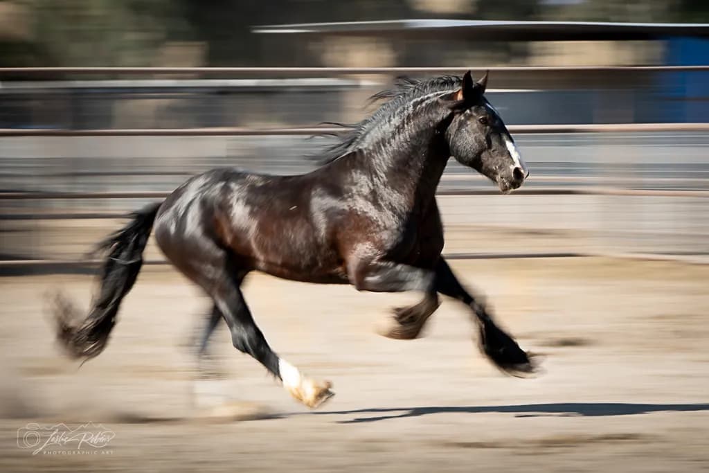 Pegasus in Motion