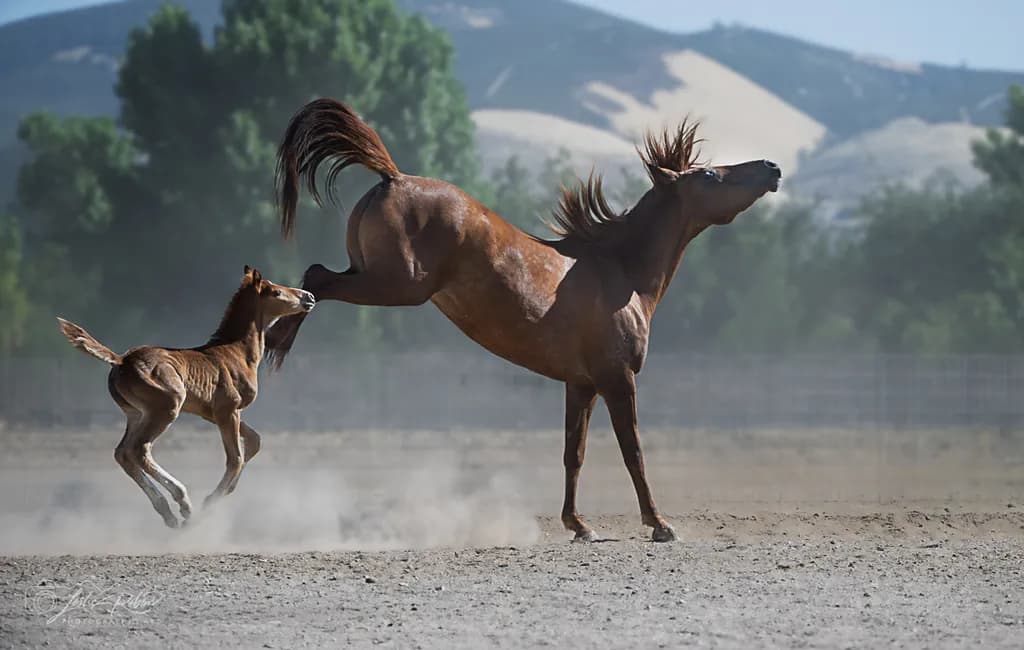 Pegasus Play