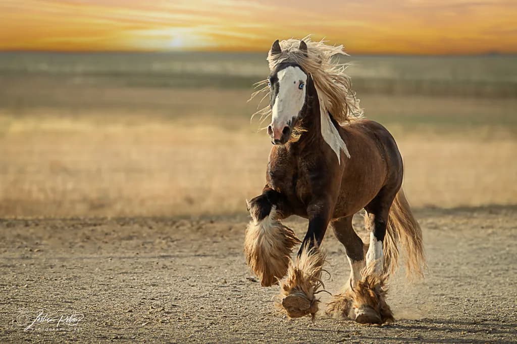 Pegasus in Motion