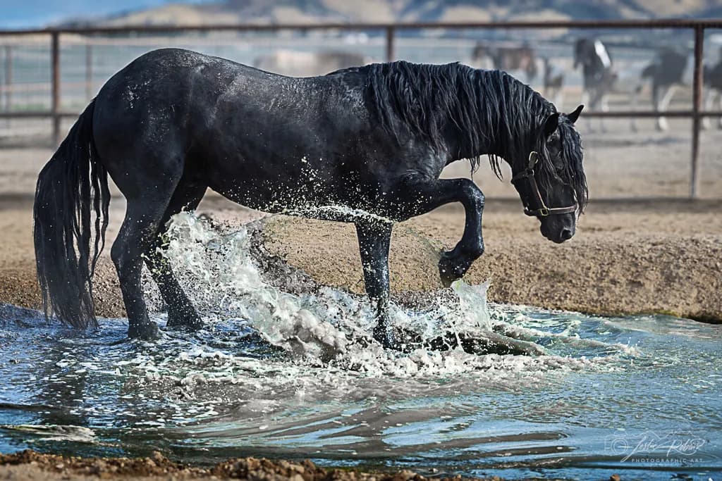 Pegasus Splash