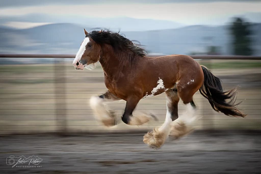 Pegasus in Motion