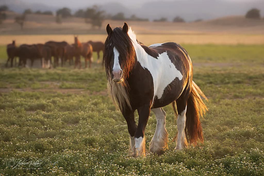 Pegasus in Golden Light