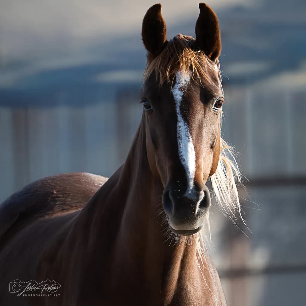 Pegasus Gaze