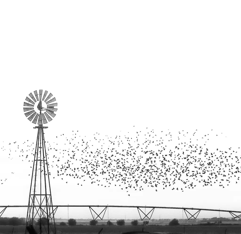 Whispers of the Wind: A Dance of Birds and Time