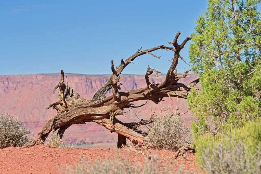 Emotions of the Desert: When Time Weaves Its Story