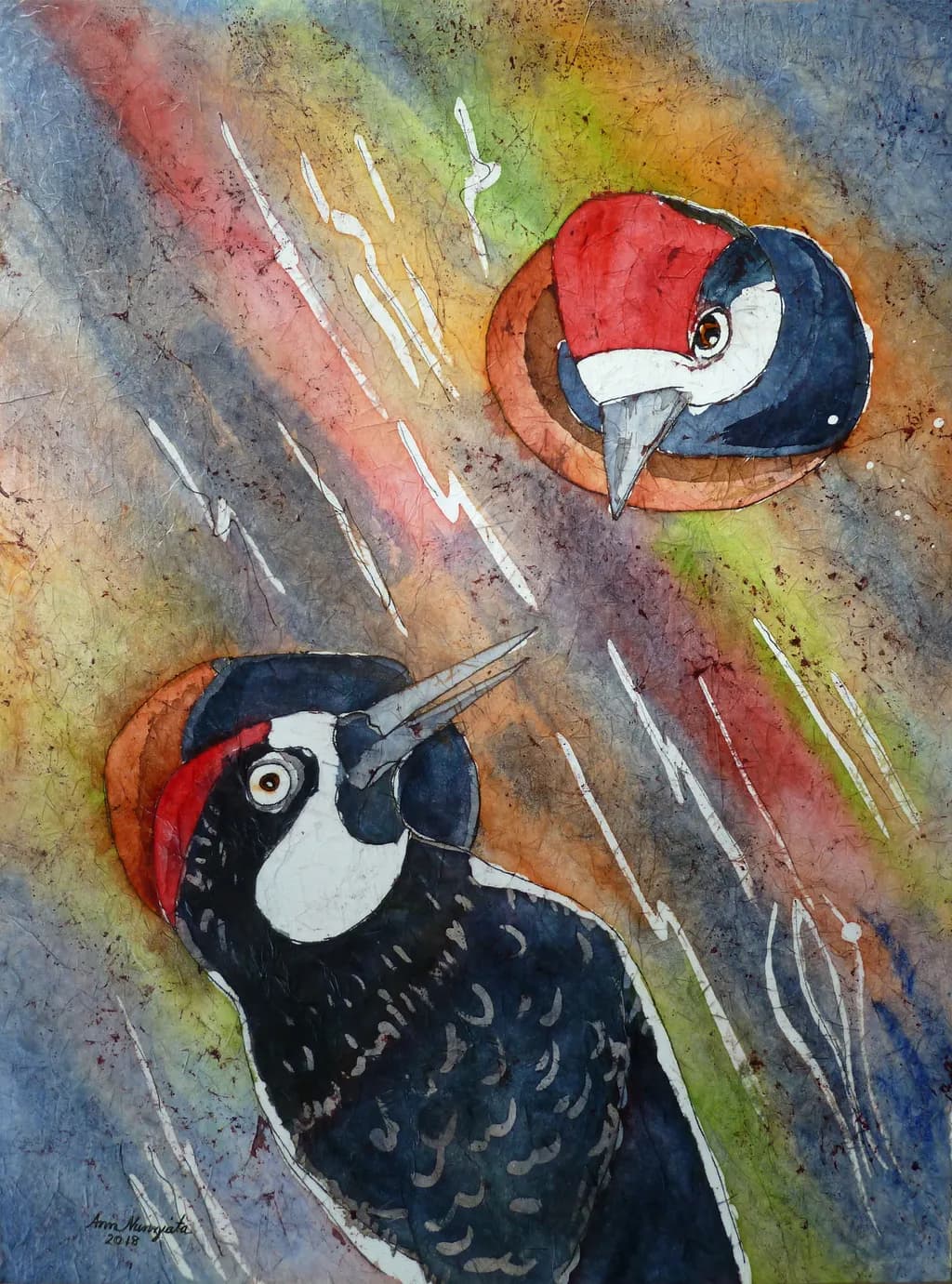 Acorn Woodpecker and Fledgling
