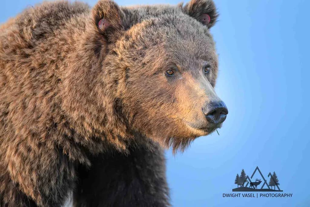 Curious Grizzly Portrait
