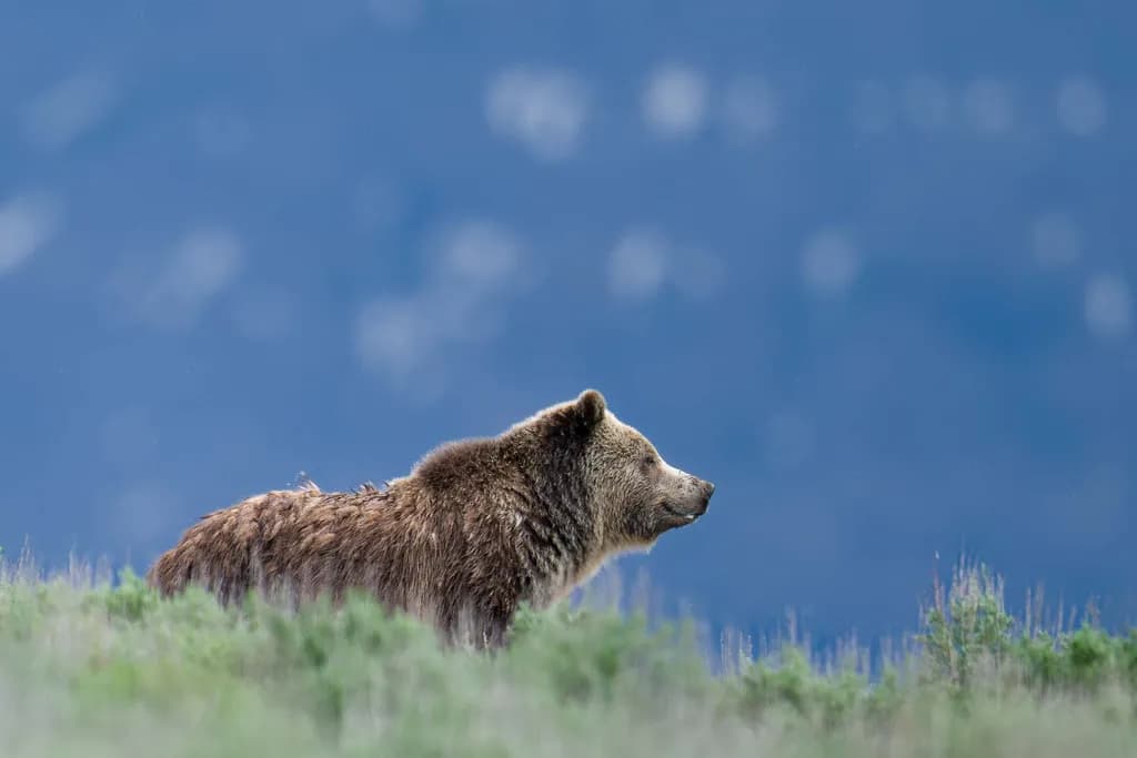 Quiet Watcher