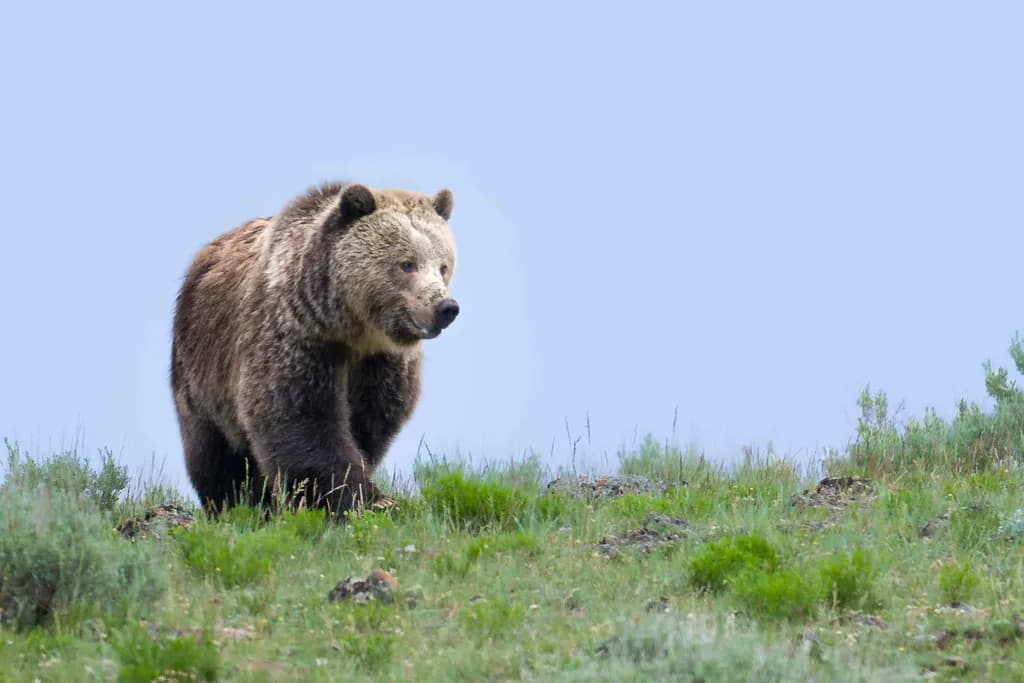 Gentle Giant Stroll