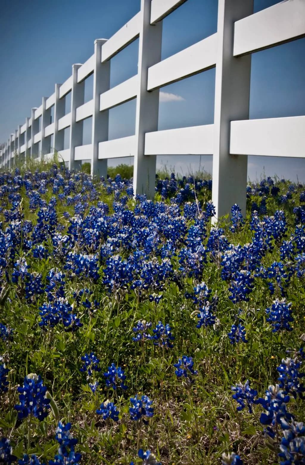 Bluebonnet Fence