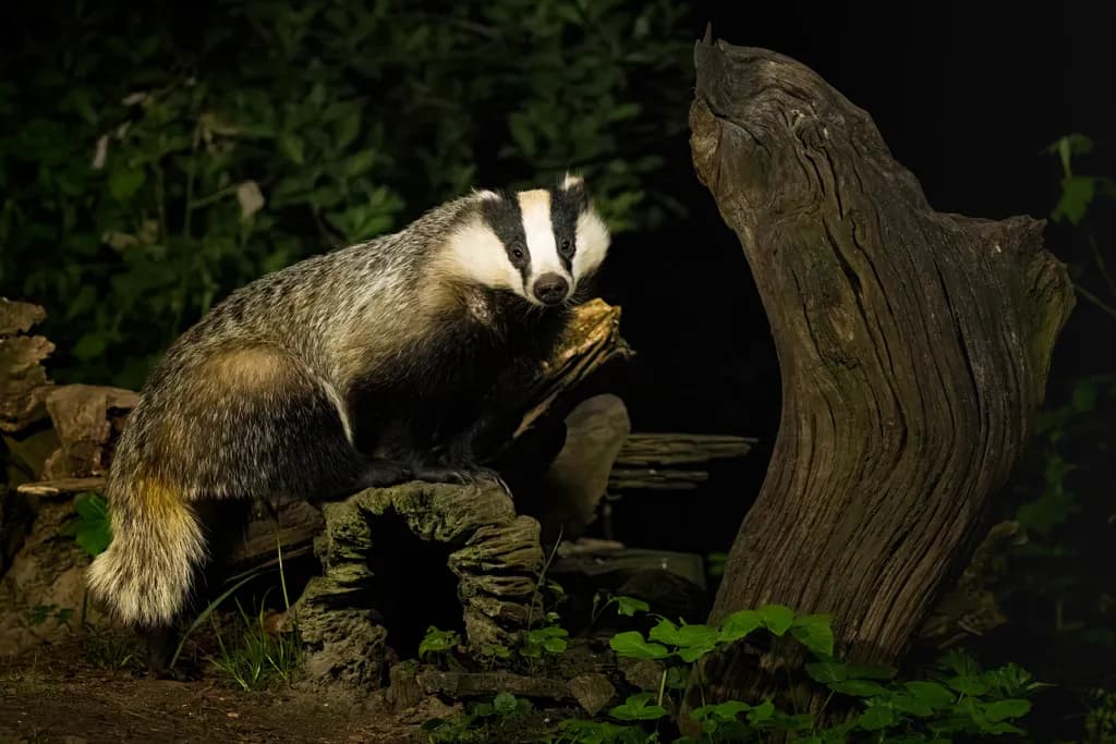 Badger Don't Care