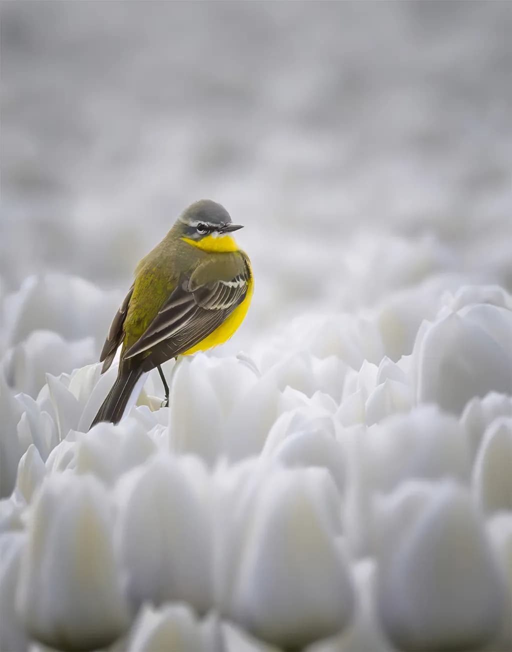 Yellow Wagtail in White Tulips