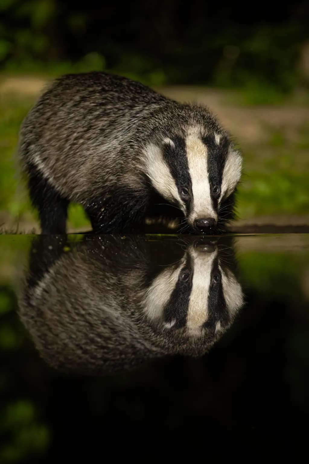 Badger Reflection