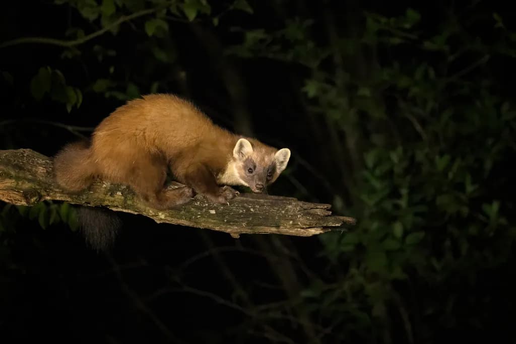 Pine Martin Nightwatch