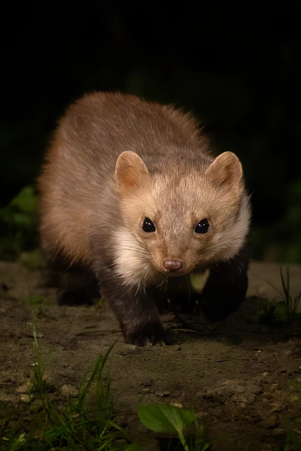 Pine Marten Glow