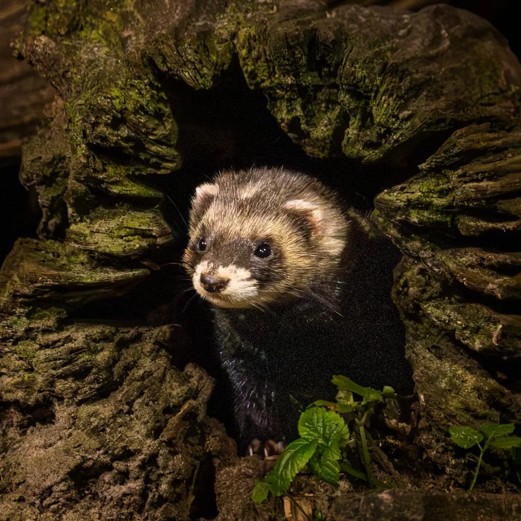 Stone Martin Peek