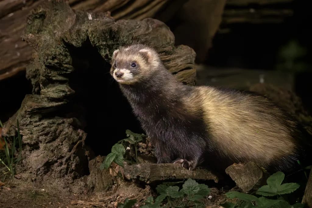 Whiskers in the Hollow