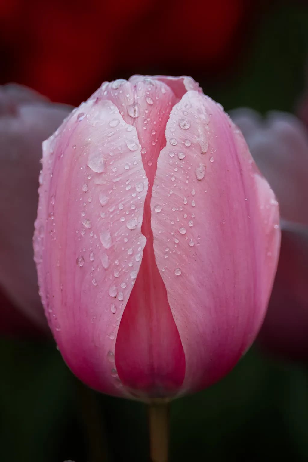 Rain-kissed