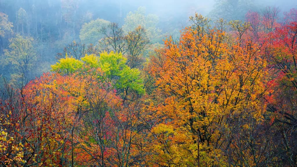 Whispers of Autumn: A Misty Landscape of Vibrant Colors and Tranquil Trees