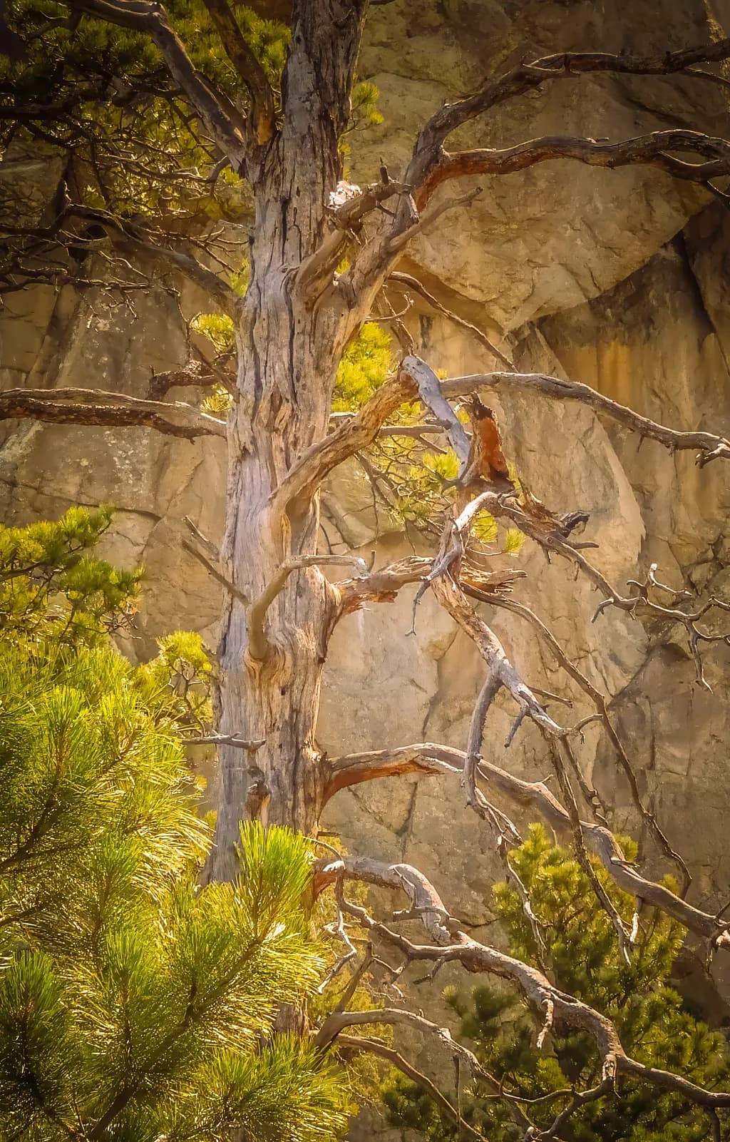 Pine Tree and Rock Formation
