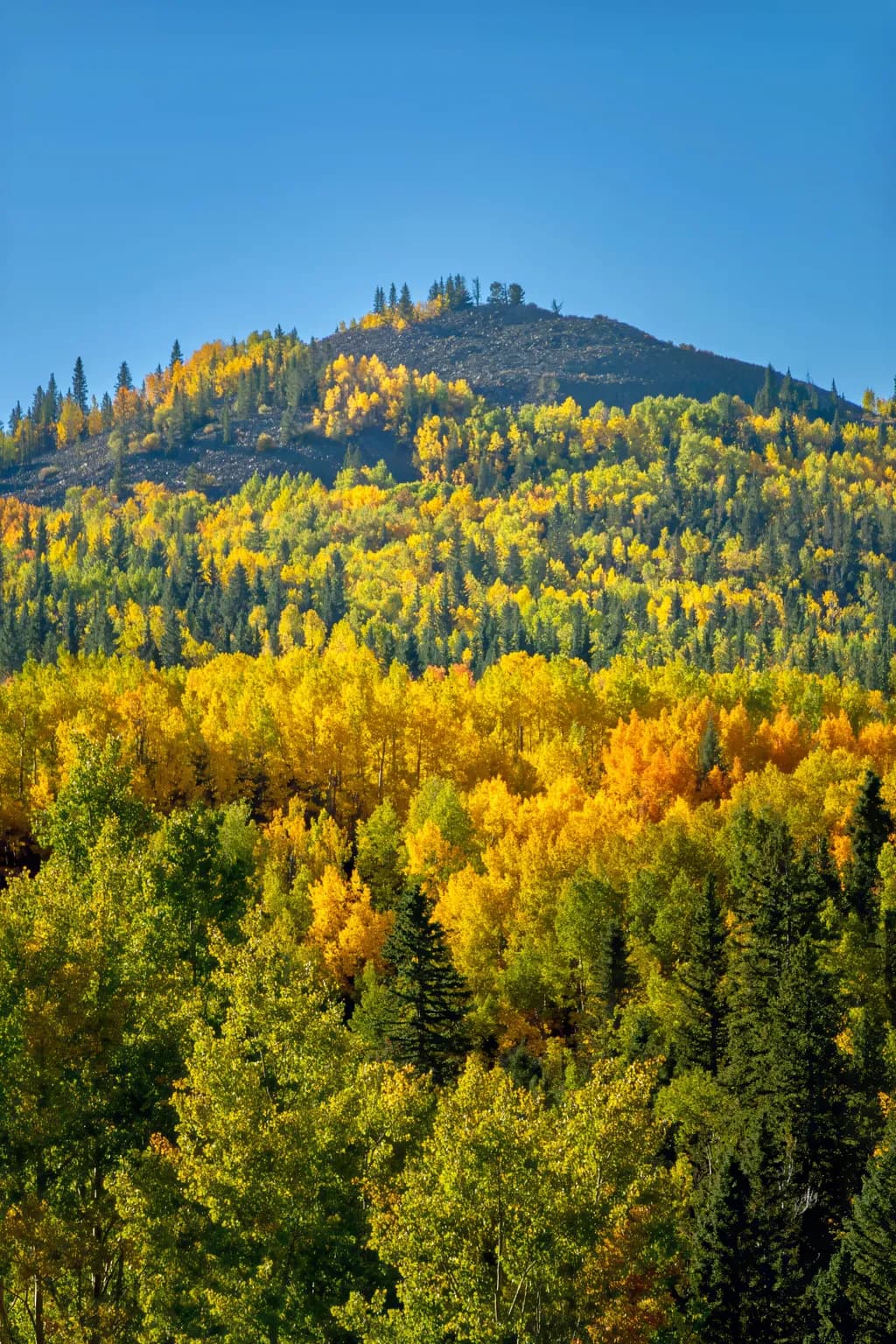 Highway 67 Trees