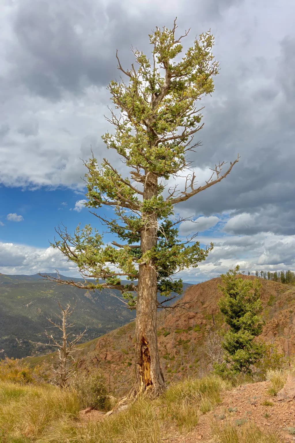Rampart Range Tree