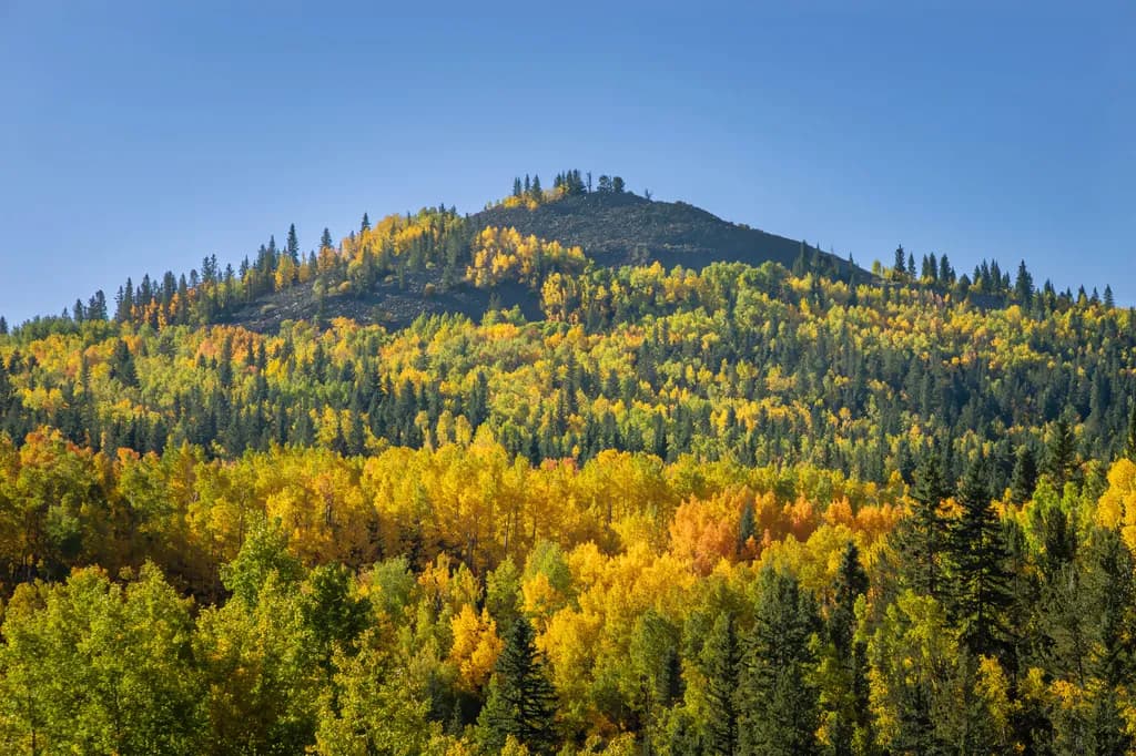 Highway 67 Forest