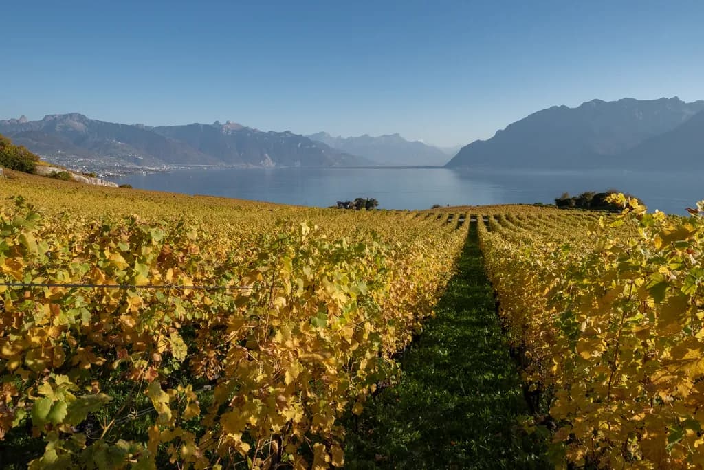Vineyard by the Lake