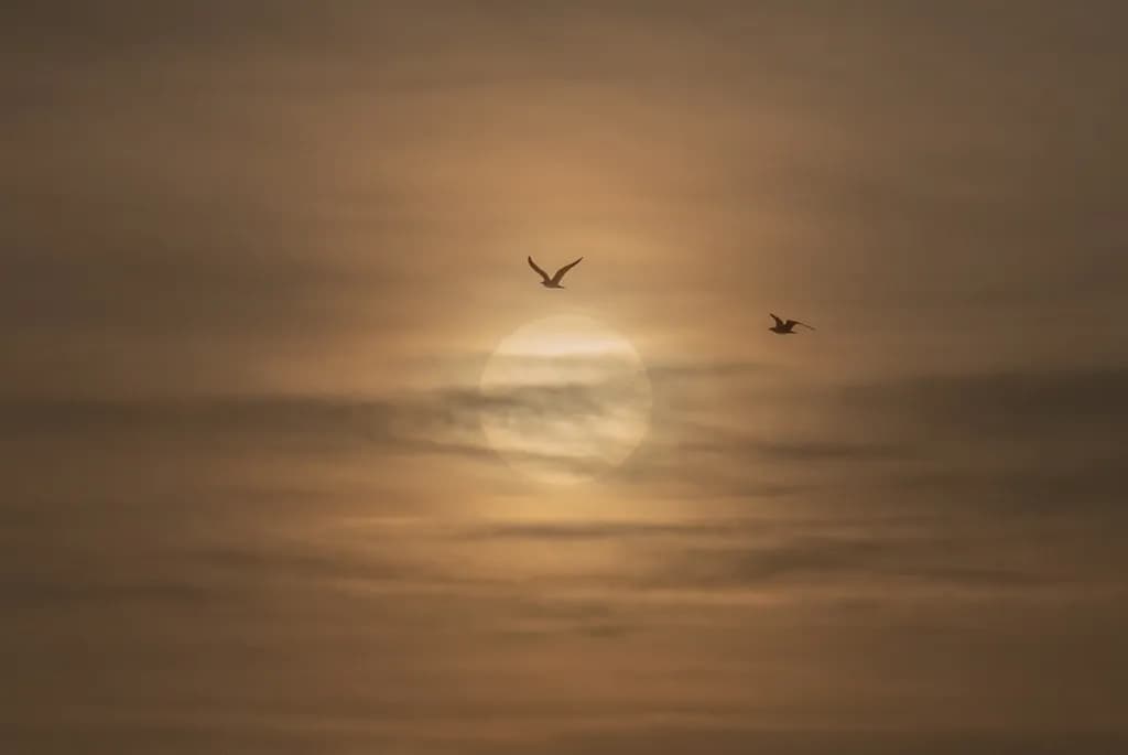 Sun Silhouettes with Birds