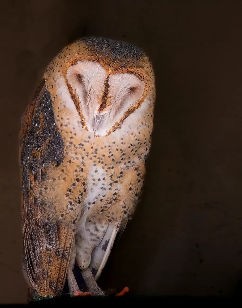 Feathers and Shadows: Barn Owl Portrait