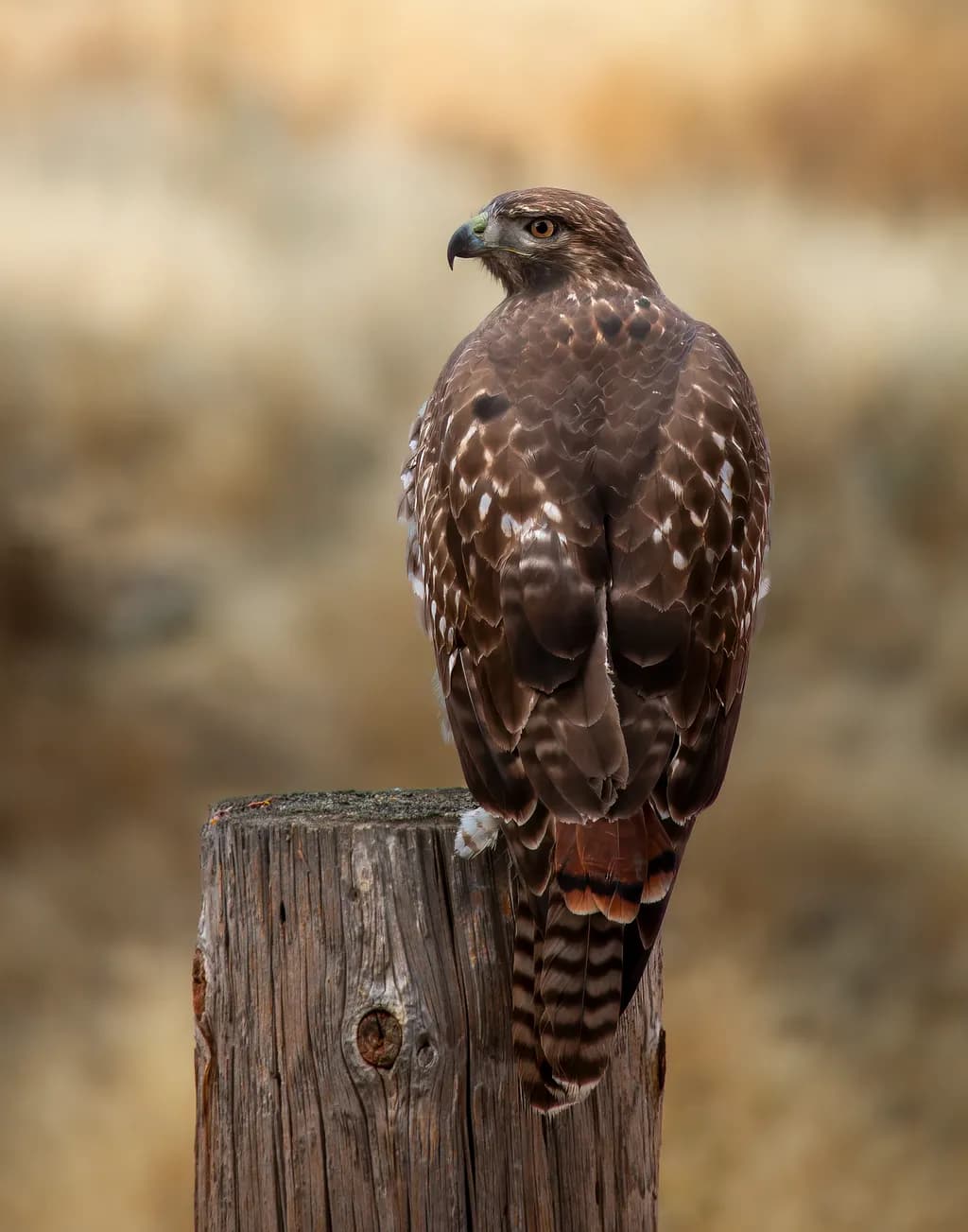 Majestic Red Tailed Hawk: Nature's Spiritual Guardian
