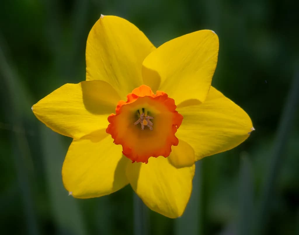 Coral Crowned Daffodil