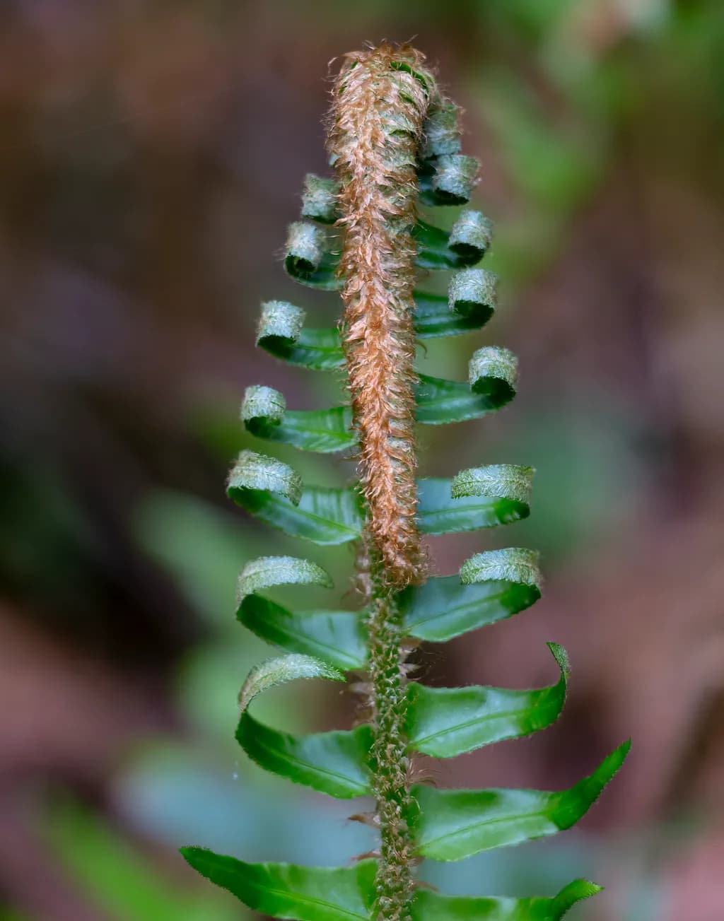 Crozier Unfolding - Circinate Vernation
