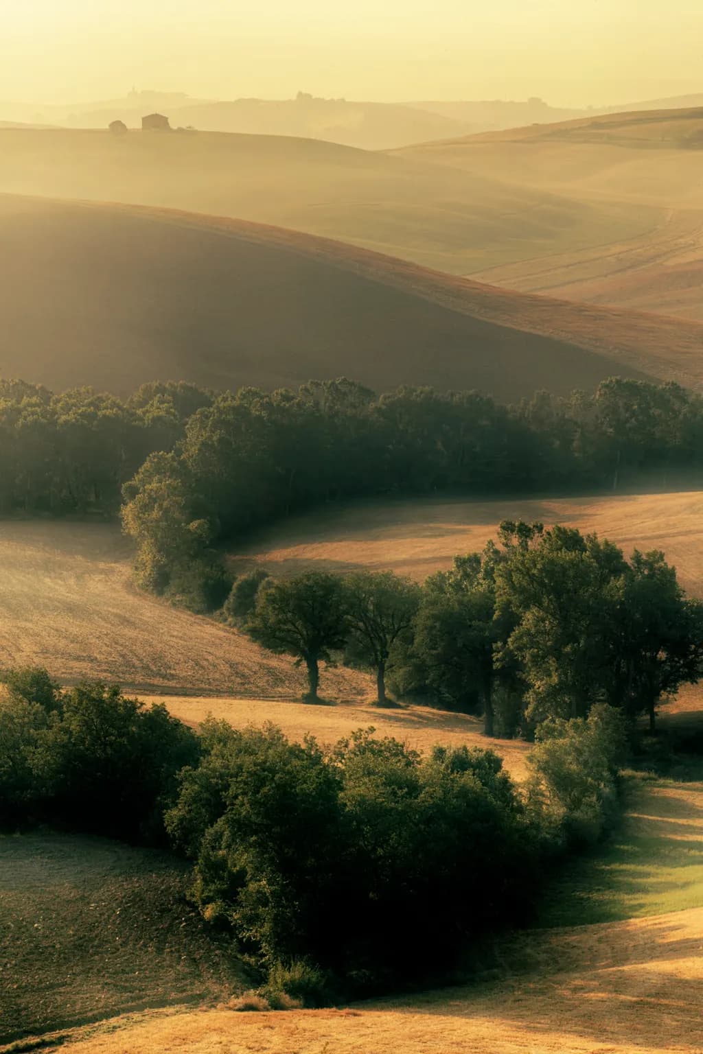 Tuscan Hillside