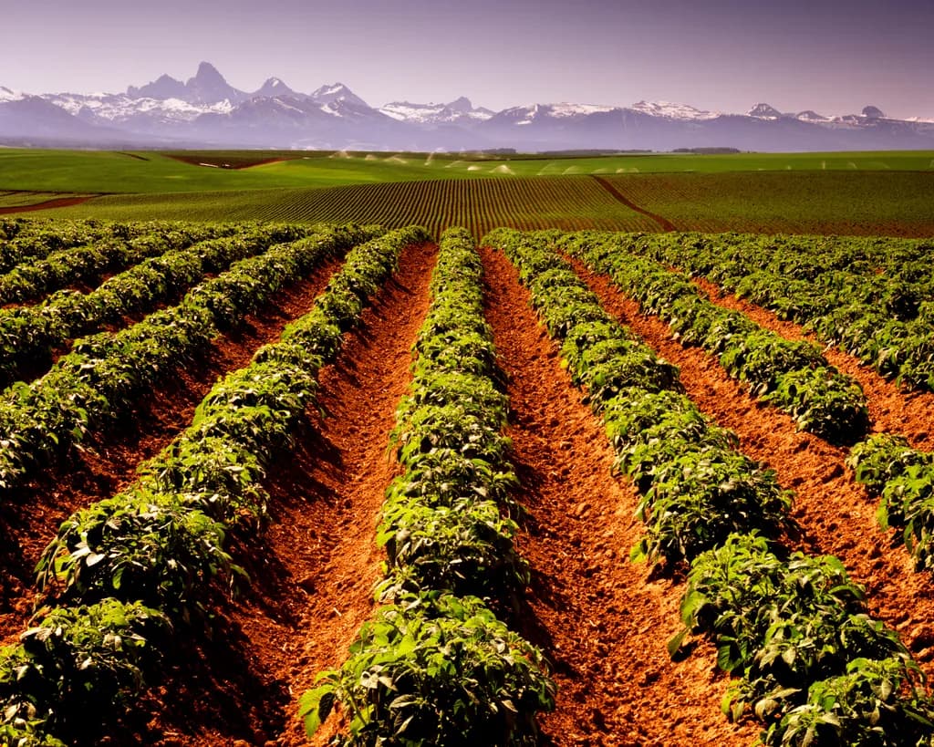 Tetonia Fields