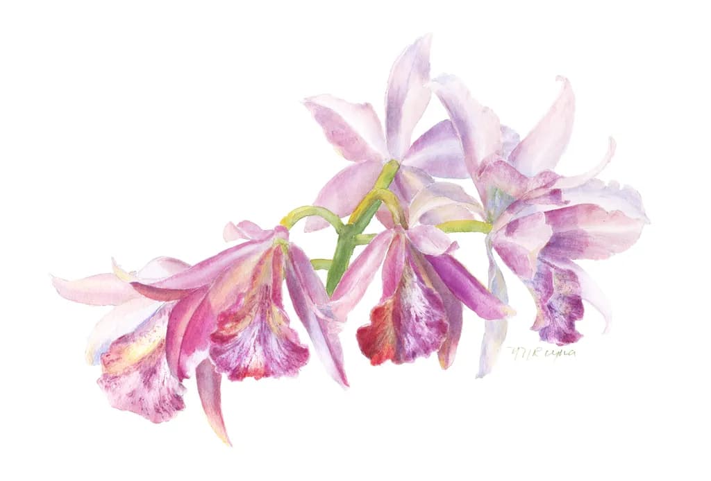 Orchid Soirée