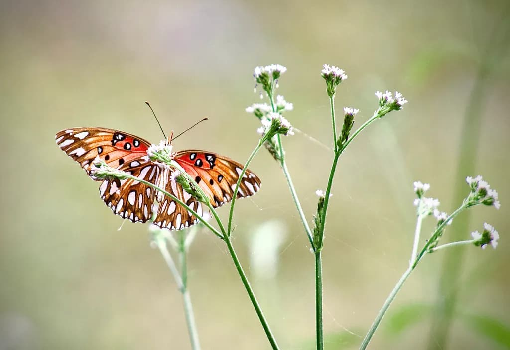 Butterfly on Wildflowers