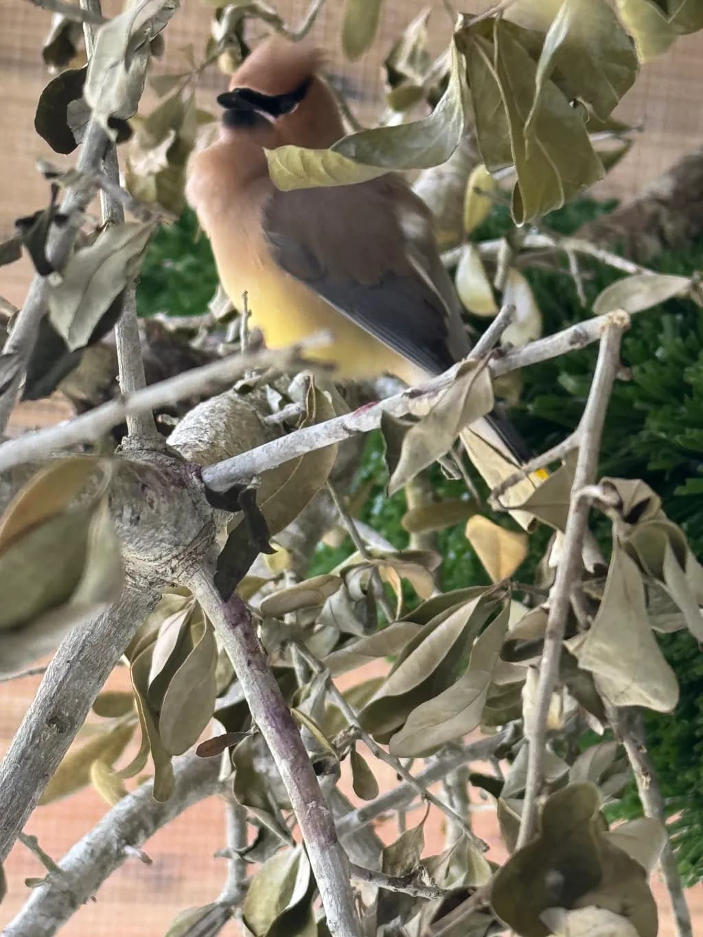 Cedar Waxwing Perched