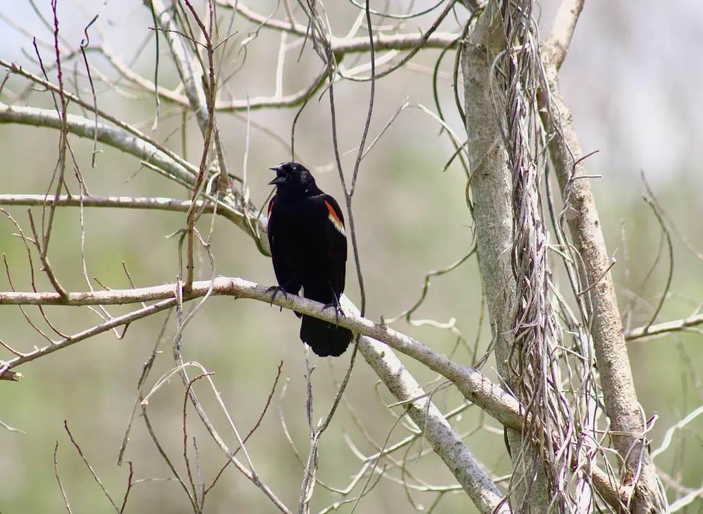 Blackbird on Branch