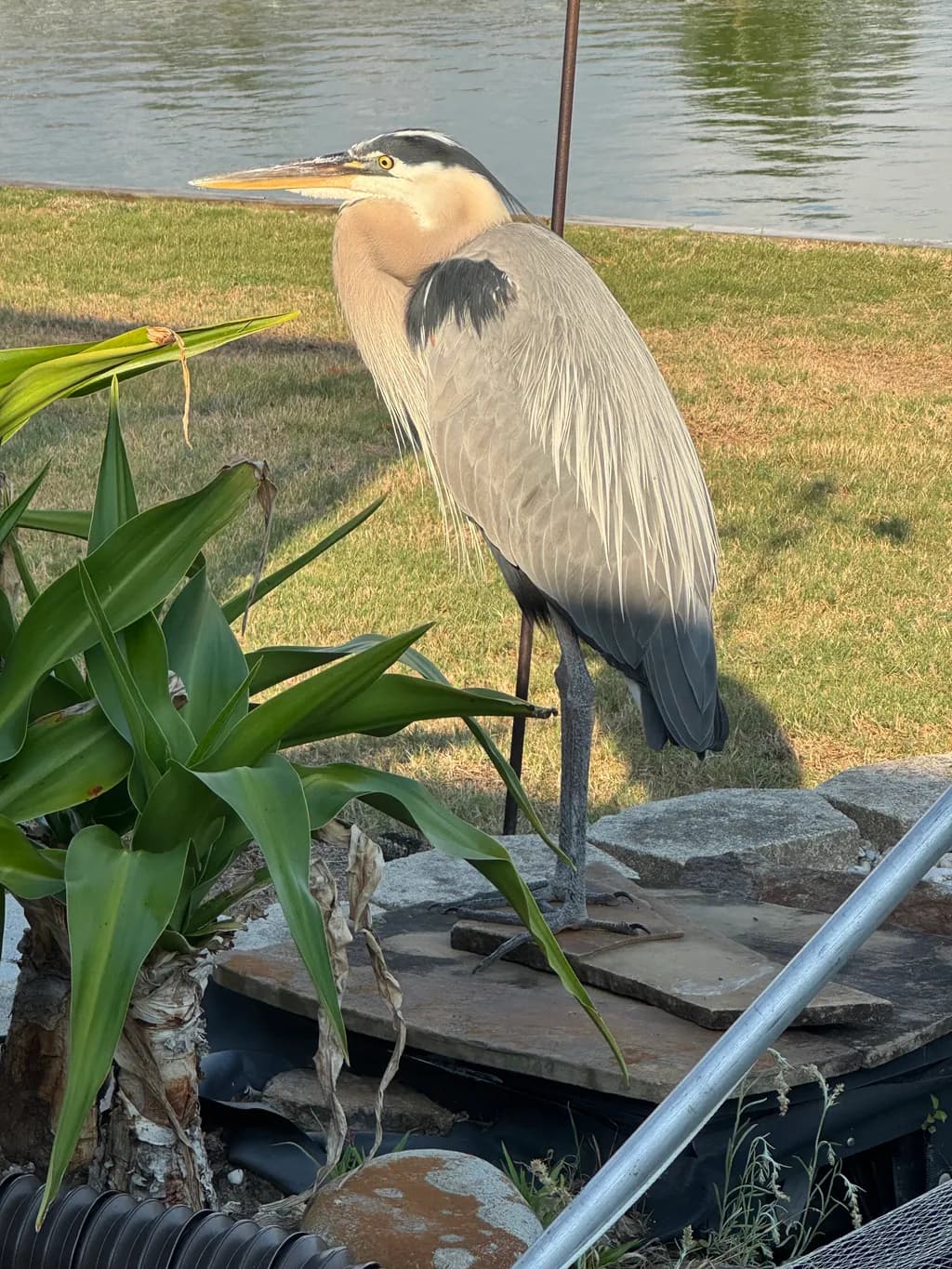 Heron by the Water