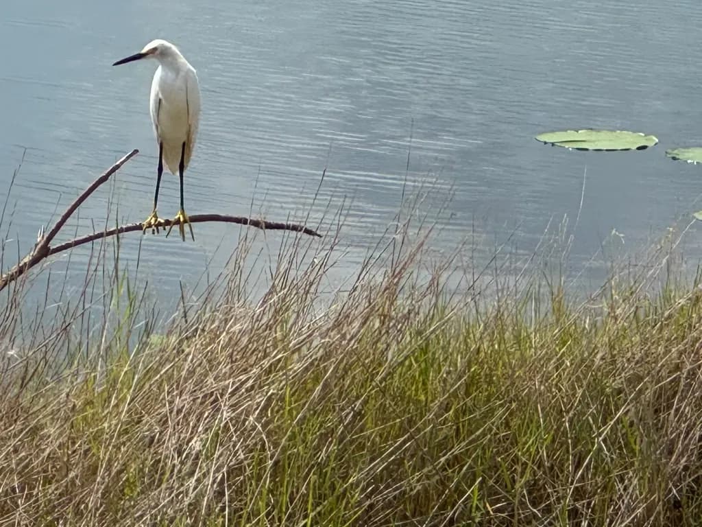 Egret on Marsh Branch