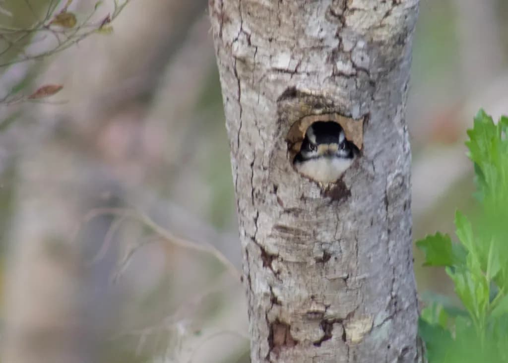 Tree Nest Watcher