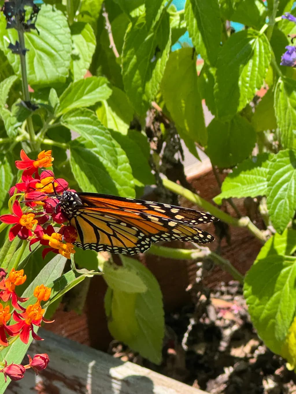 Monarch on Red Flowers