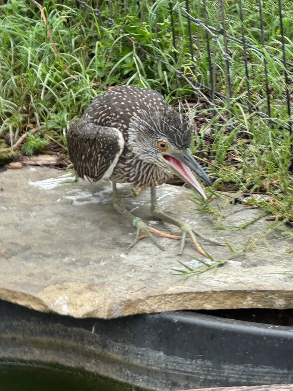 Young Heron Alert