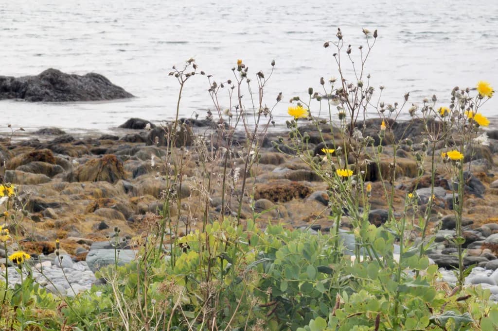 Coastal Flowers